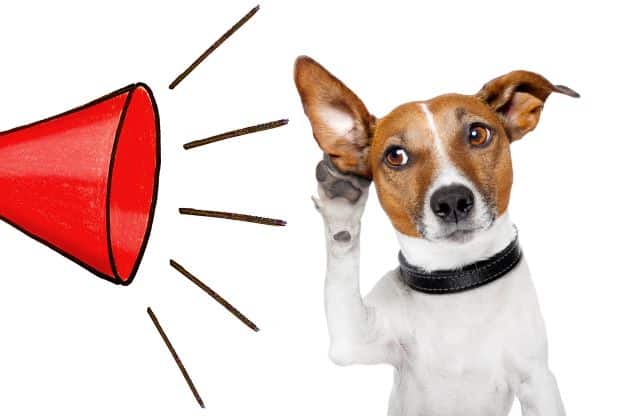 dog-listening-with-big-ear