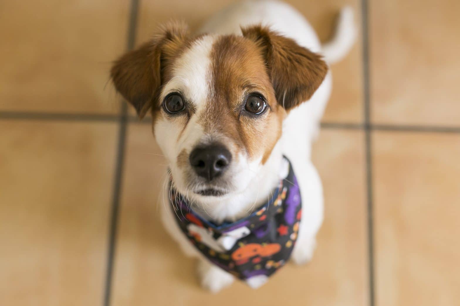 patch the dog