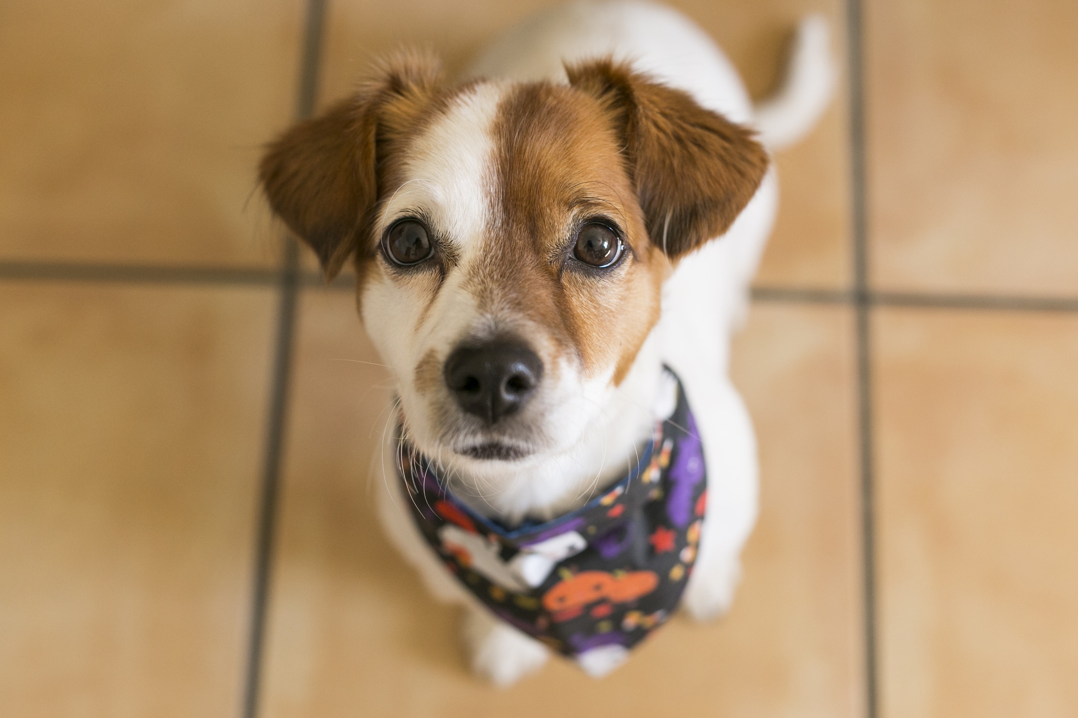 patch the dog